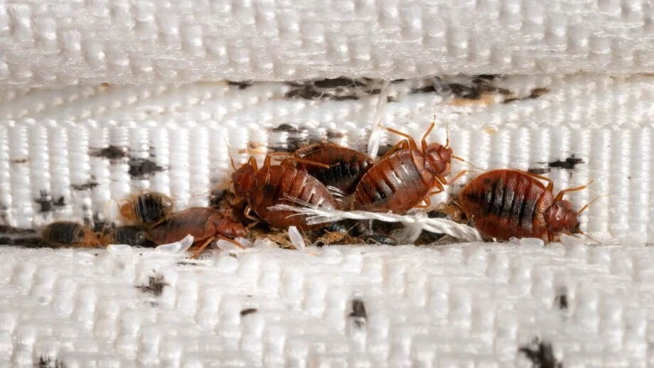 Bed Bug Removal Services