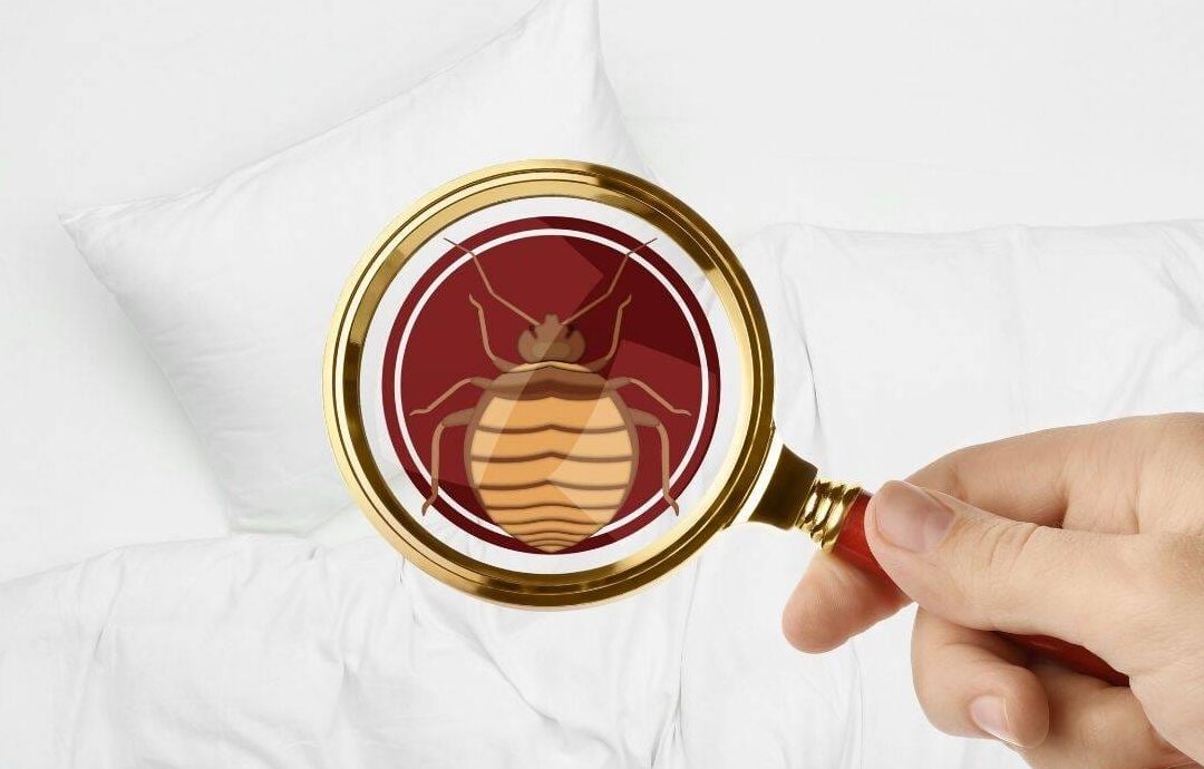 bed bugs under magnifying glass